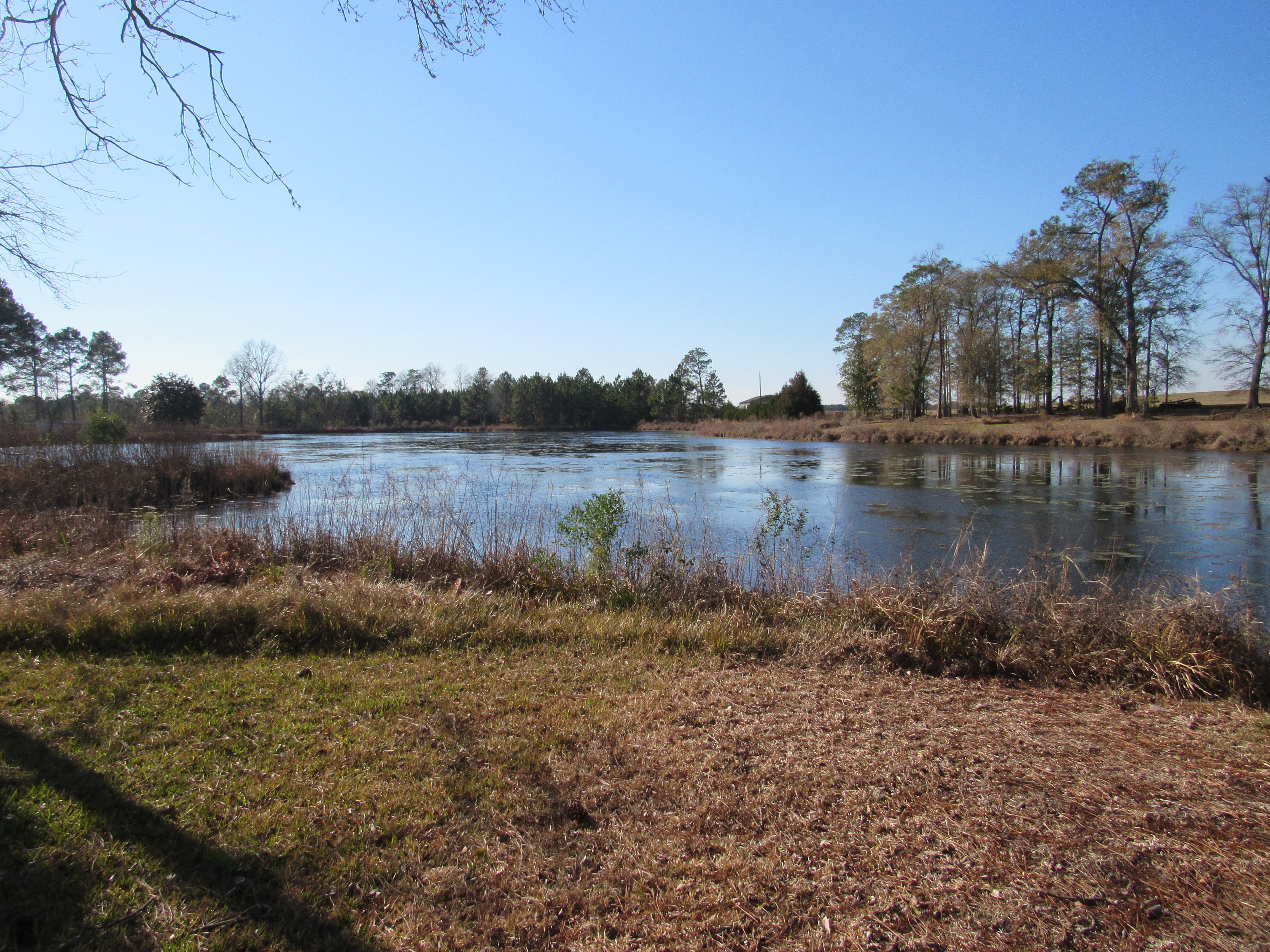 1134 GA-202, Meigs, Georgia 31765, 4 Bedrooms Bedrooms, 7 Rooms Rooms,2.5 BathroomsBathrooms,Single Family,For Rent,GA-202,915780