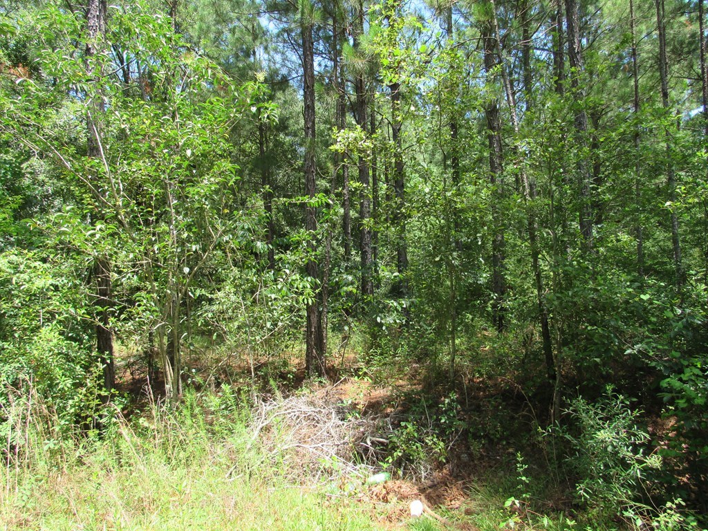 00 McGinty Rd, Moultrie, Georgia 31768, ,Residential lot,For Sale,McGinty Rd,912660