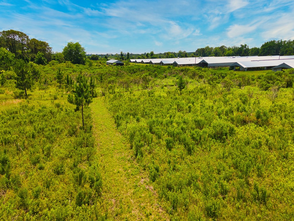 0 George Flowers, Norman Park, Georgia 31771, ,Farm (20 Or More Acres) - Land,For Sale,George Flowers,912810