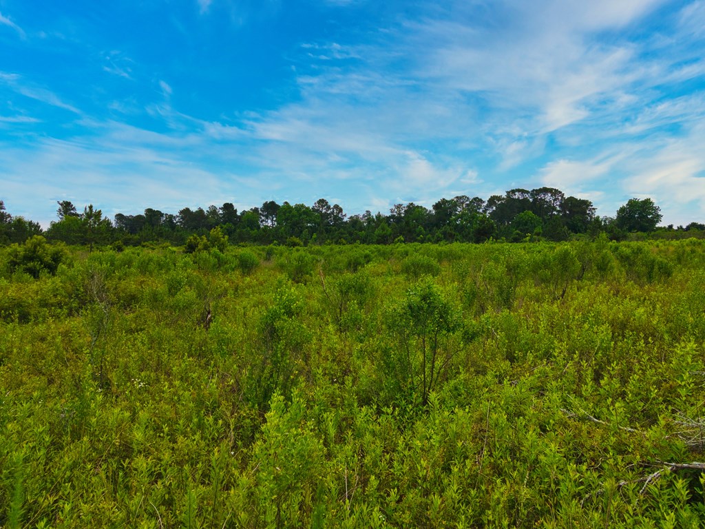 0 George Flowers, Norman Park, Georgia 31771, ,Farm (20 Or More Acres) - Land,For Sale,George Flowers,912810