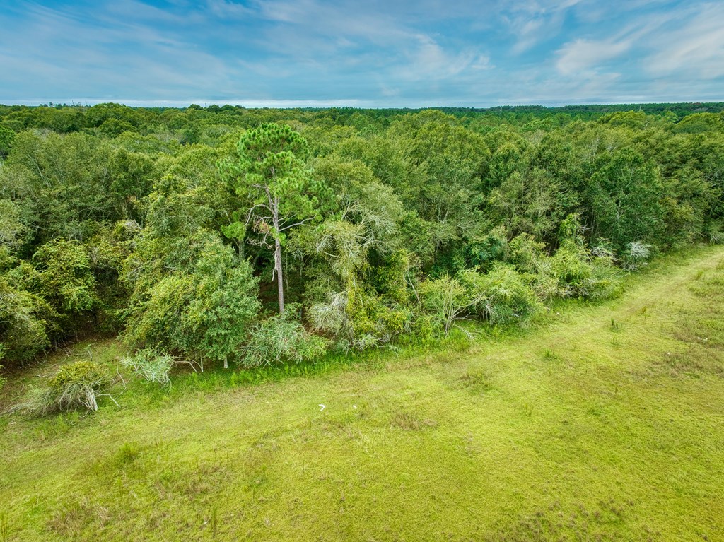 0 Mark Orton Lane, Moultrie, Georgia 31771, ,Acreage,For Sale,Mark Orton Lane,912925