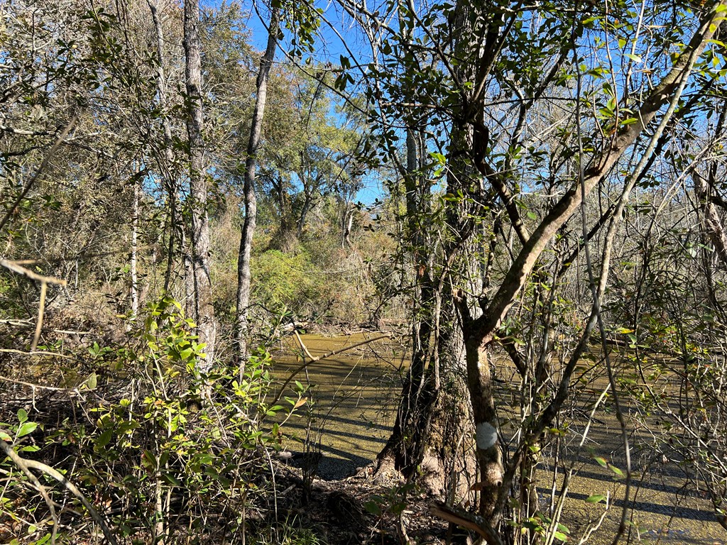0 Georgia Highway 33 South, Moultrie, Georgia 31788, ,Acreage,For Sale,Georgia Highway 33 South,913496